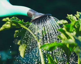 watering vegetable plants