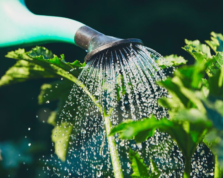 When is the best time to water plants? Expert tips on watering your garden Gardeningetc