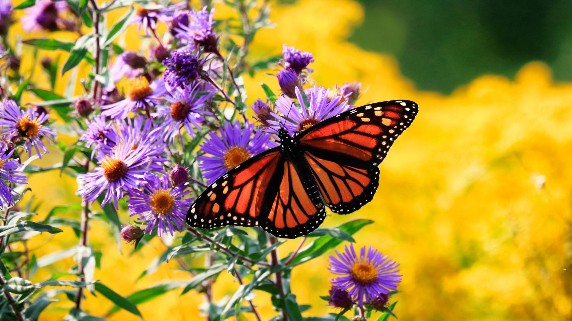 Monarch butterfly on purple asters