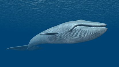 blue whale mega-cap stocks