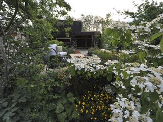 shady garden with hydrangea