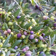 Arbequina Olive Tree