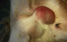 VET-PROPERTY-30-JUNE-Figure-5.jpeg