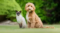 Siamese cat Frank and goldendoodle hearing dog Kasper