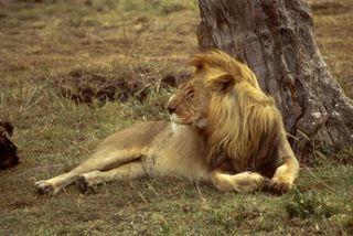 african lion, lion