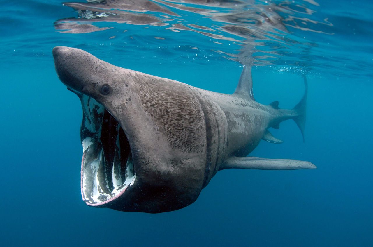 The basking shark, a fearsome-looking monster of the deep, yet it&#039;s entirely gentle — if not exactly cuddly....