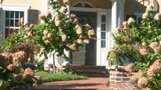front yard with steps and hydrangeas 