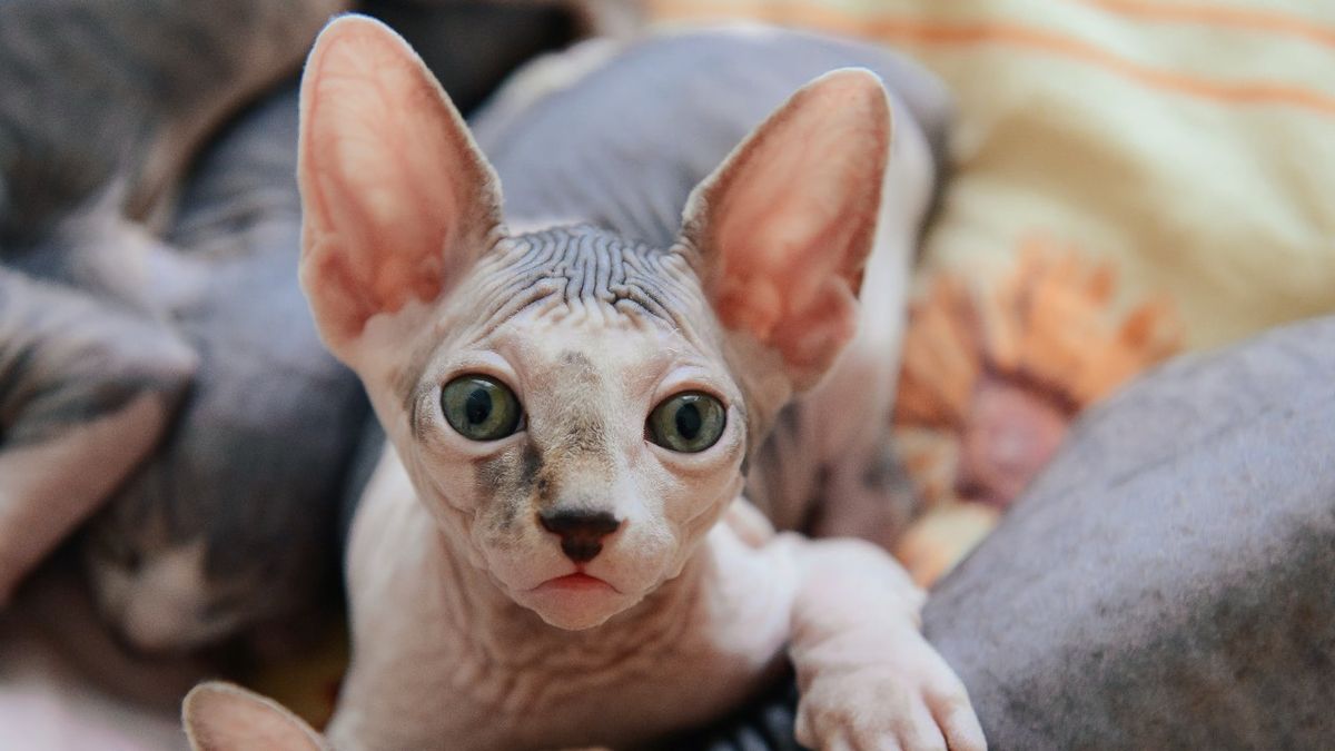 A hairless cat looking straight at the camera