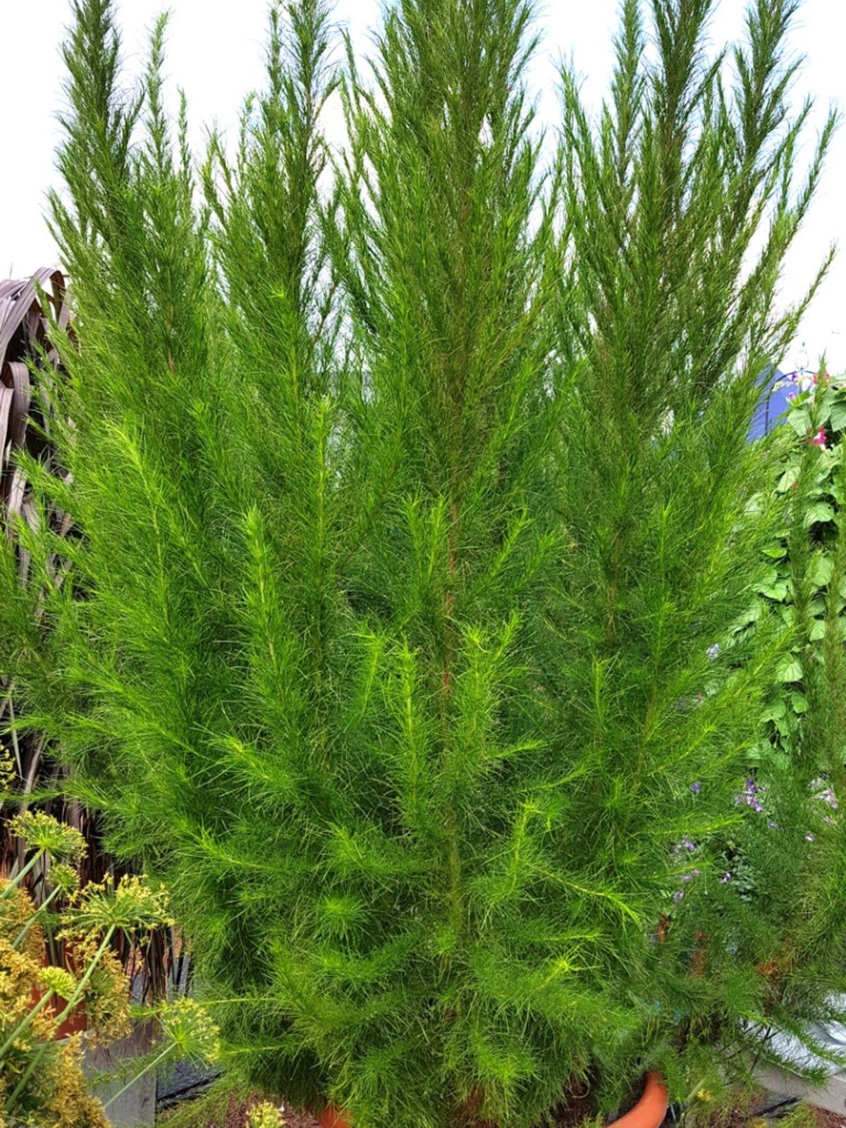 Potted Dogfennel Plant