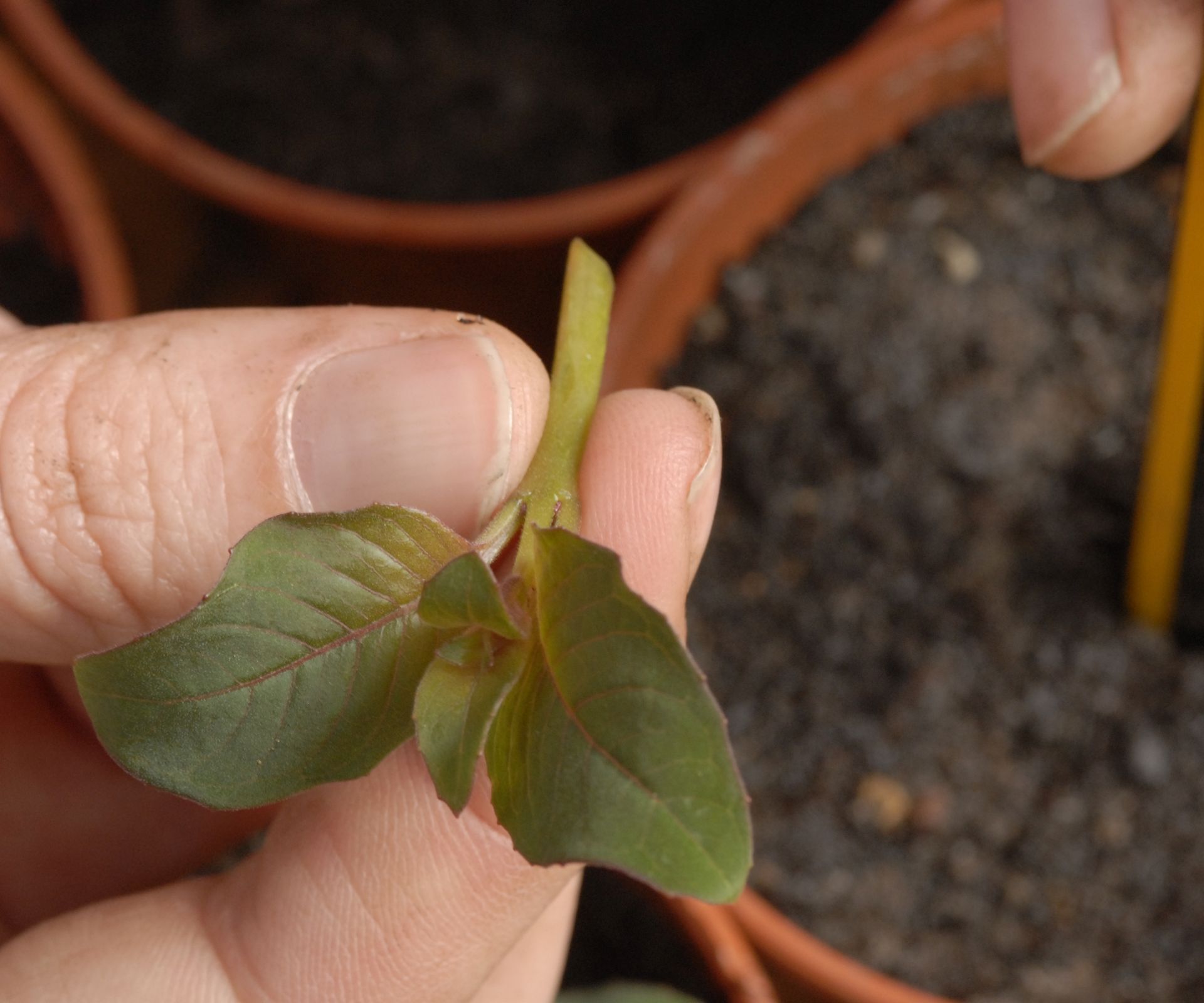 A gardener holds a fuchsia cutting in preparation of planting it into a pot of soil