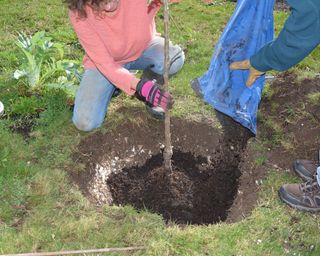 Infilling around a tree with soil and compost when planting