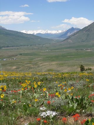 Rocky Mountain meadow