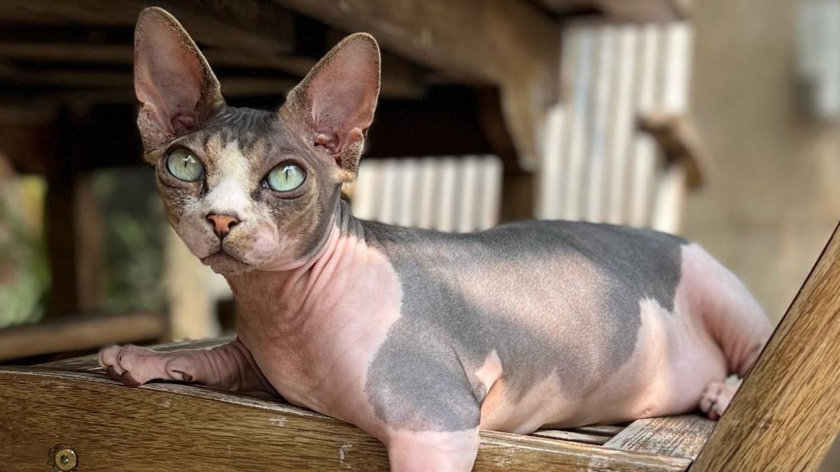 Nonshedding cats 7 cats that don't shed or shed less PetsRadar