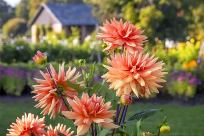 How to overwinter dahlias Flowers of orange dahlias close-up against the background of a rural house 