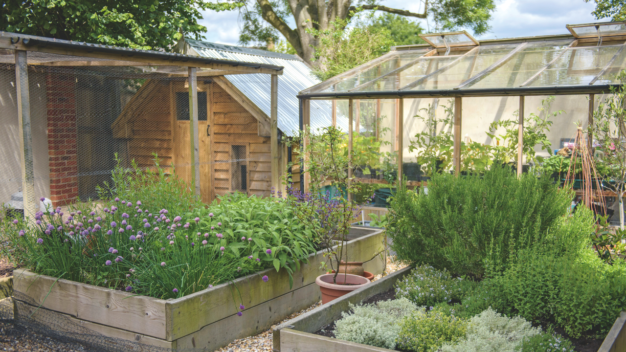 Two veg patches, a shed and greenhouse