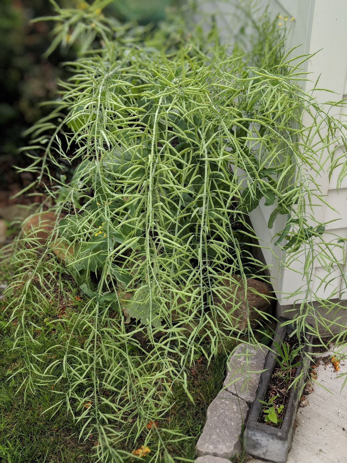 Kale Plant