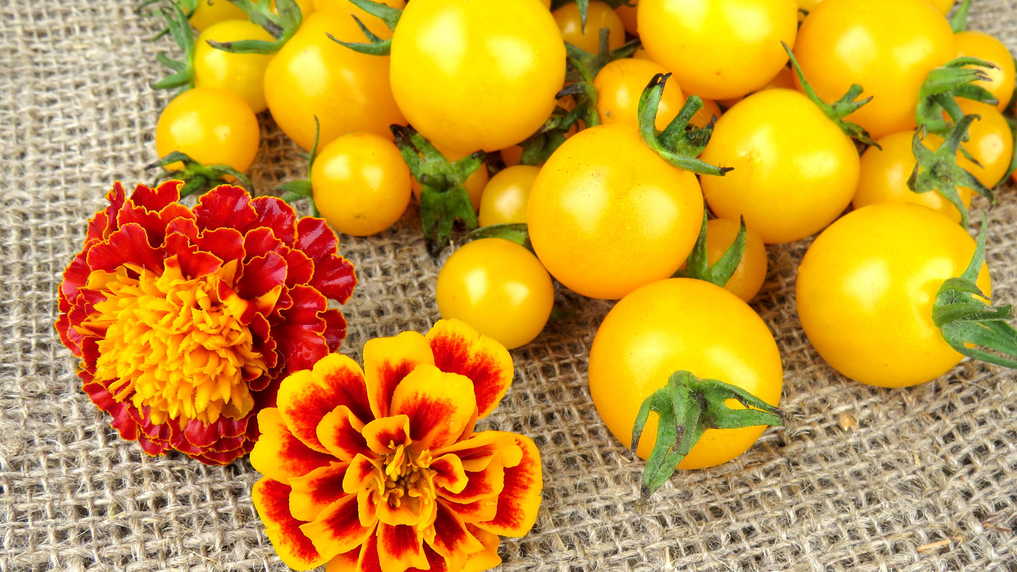 yellow tomatoes and French marigold flowers harvested and resting on hessian cloth