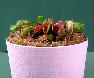 Venus flytrap in pink ceramic pot