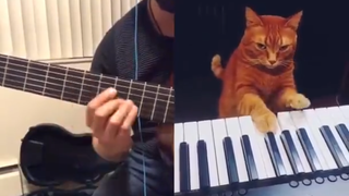 Piano cat accompanying his human on the keyboards