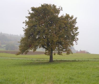 Large Pear Tree