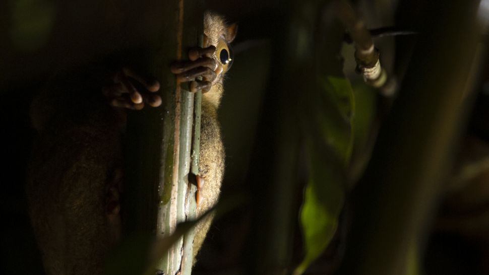 I set out to photograph Borneo's lesserknown nocturnal wildlife. Here