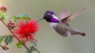 Hummingbird picking fruit