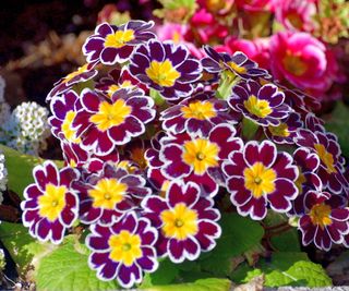 Primroses