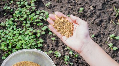 Young girl&#039;s hand full of mustard seeds preparing to sow on the ground in the vegetable garden as a fast growing green manure and effectively suppress weeds