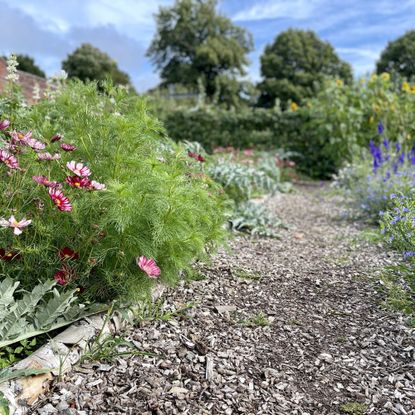 View of a garden path from the ground surrounded by ground cover plants with trees in the background