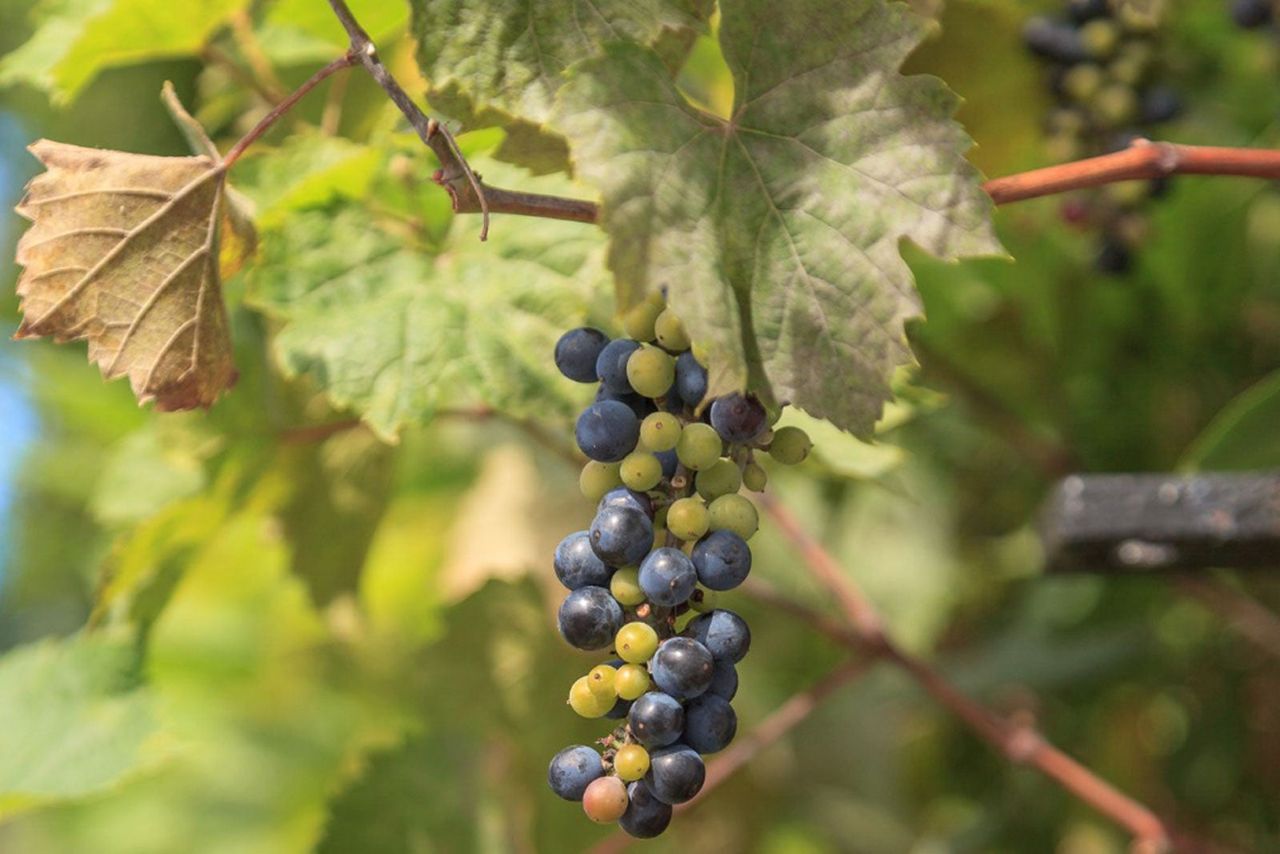 Purple And Green Wild Grapes