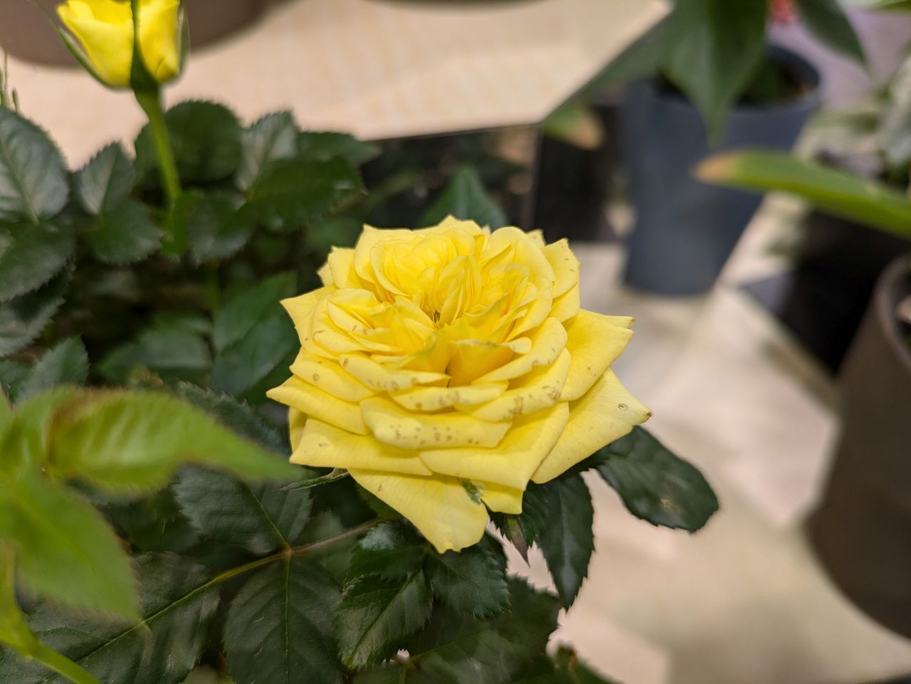 Google Pixel 8a macro sample.