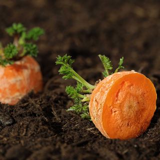 Carrots tops on a bed of soil