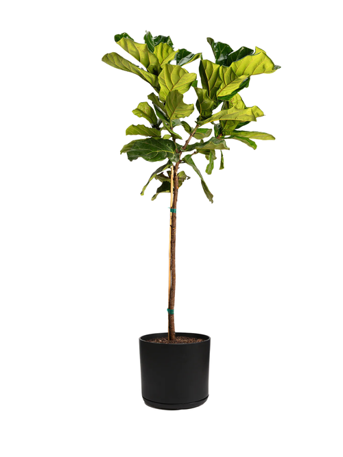 Fiddle Leaf Fig