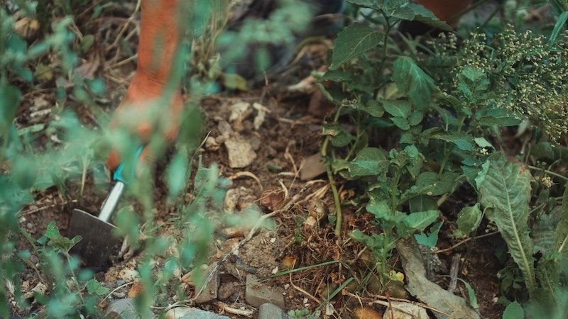 garden hoe in dirt and greenery