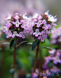 Thyme 'Jekka' from Crocus