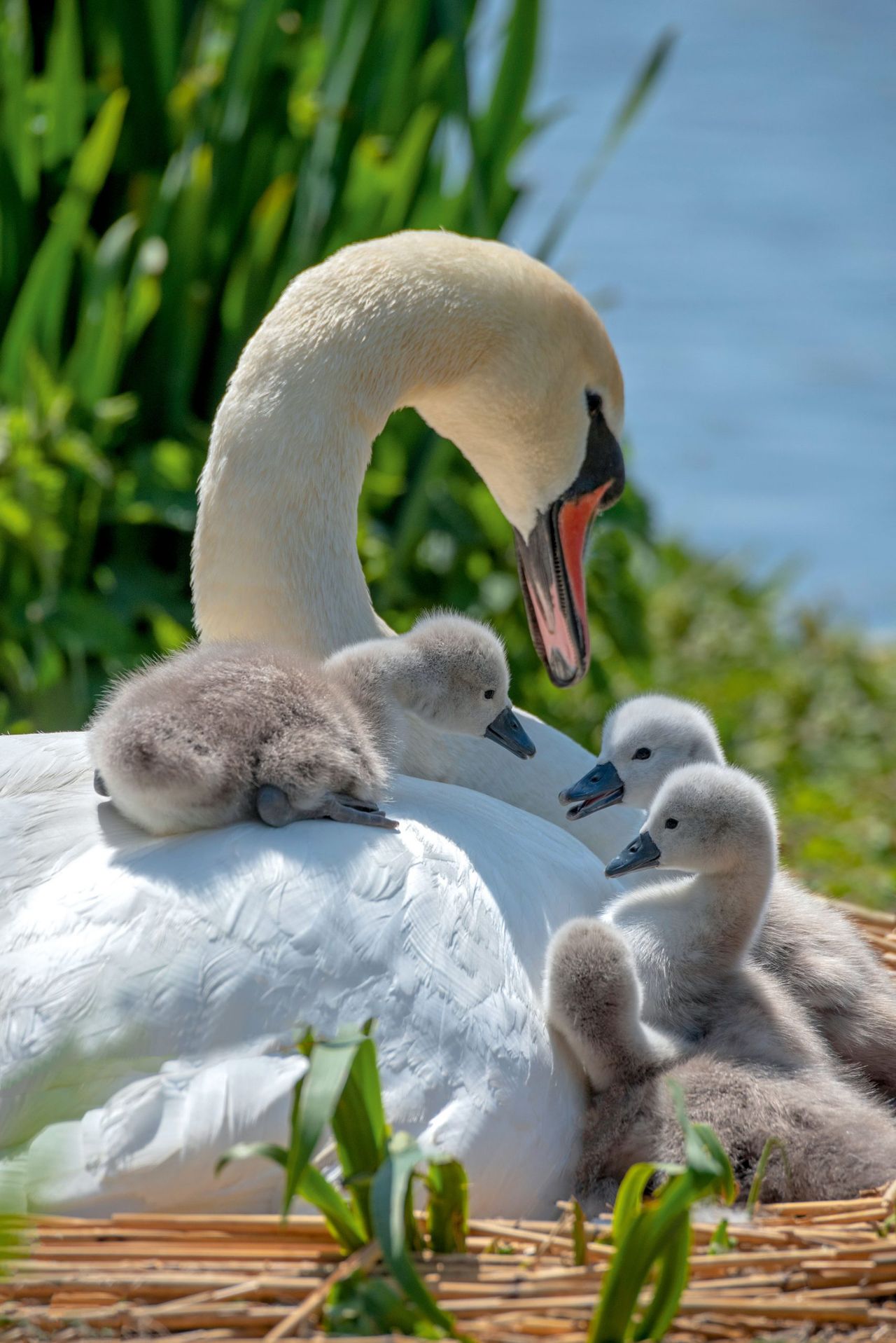 A mute swan with newly-hatched cygnets, pictured in Hampshire.