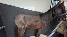 Ronnie-RSPCA.jpg