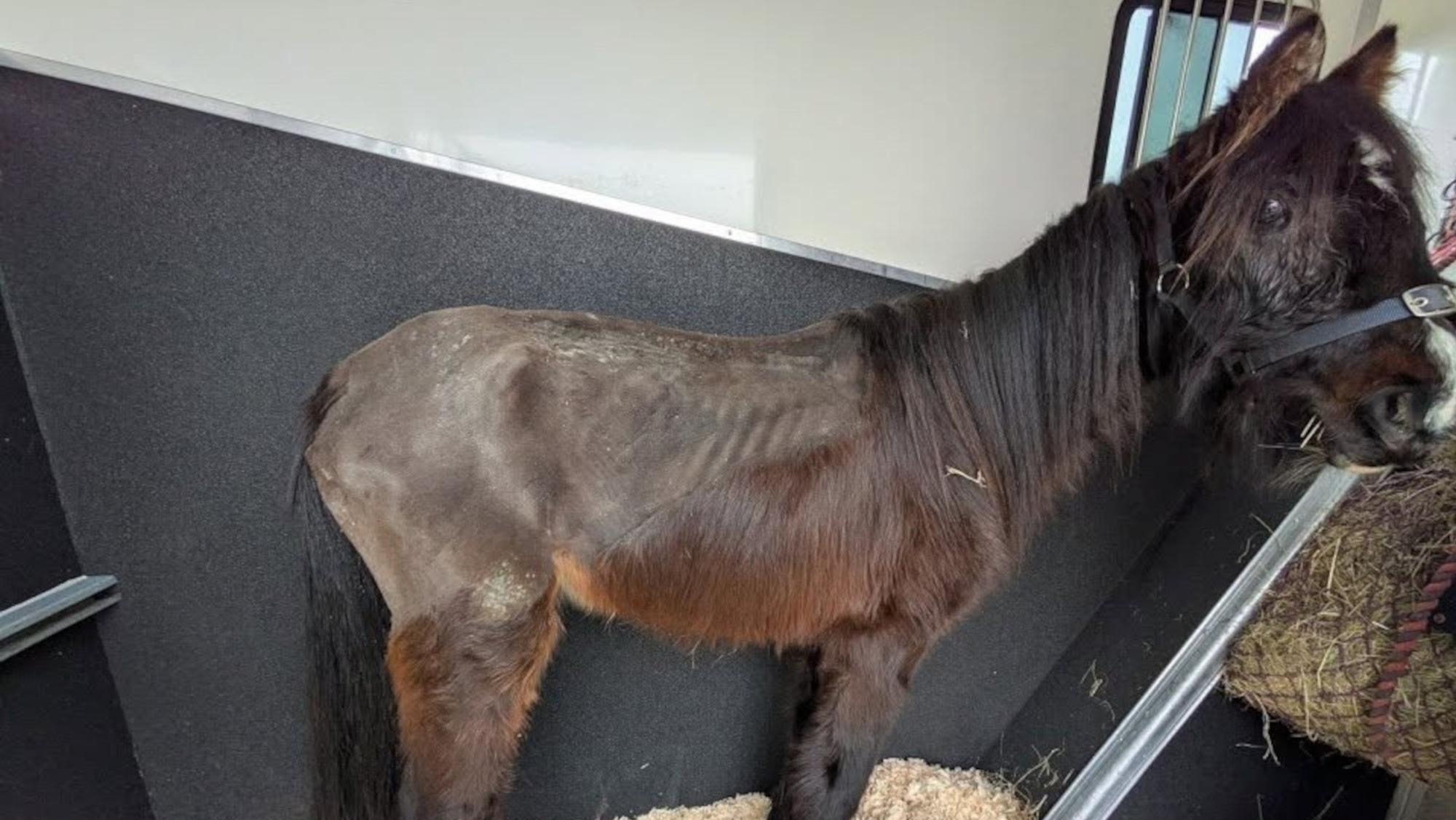 Ronnie-RSPCA.jpg