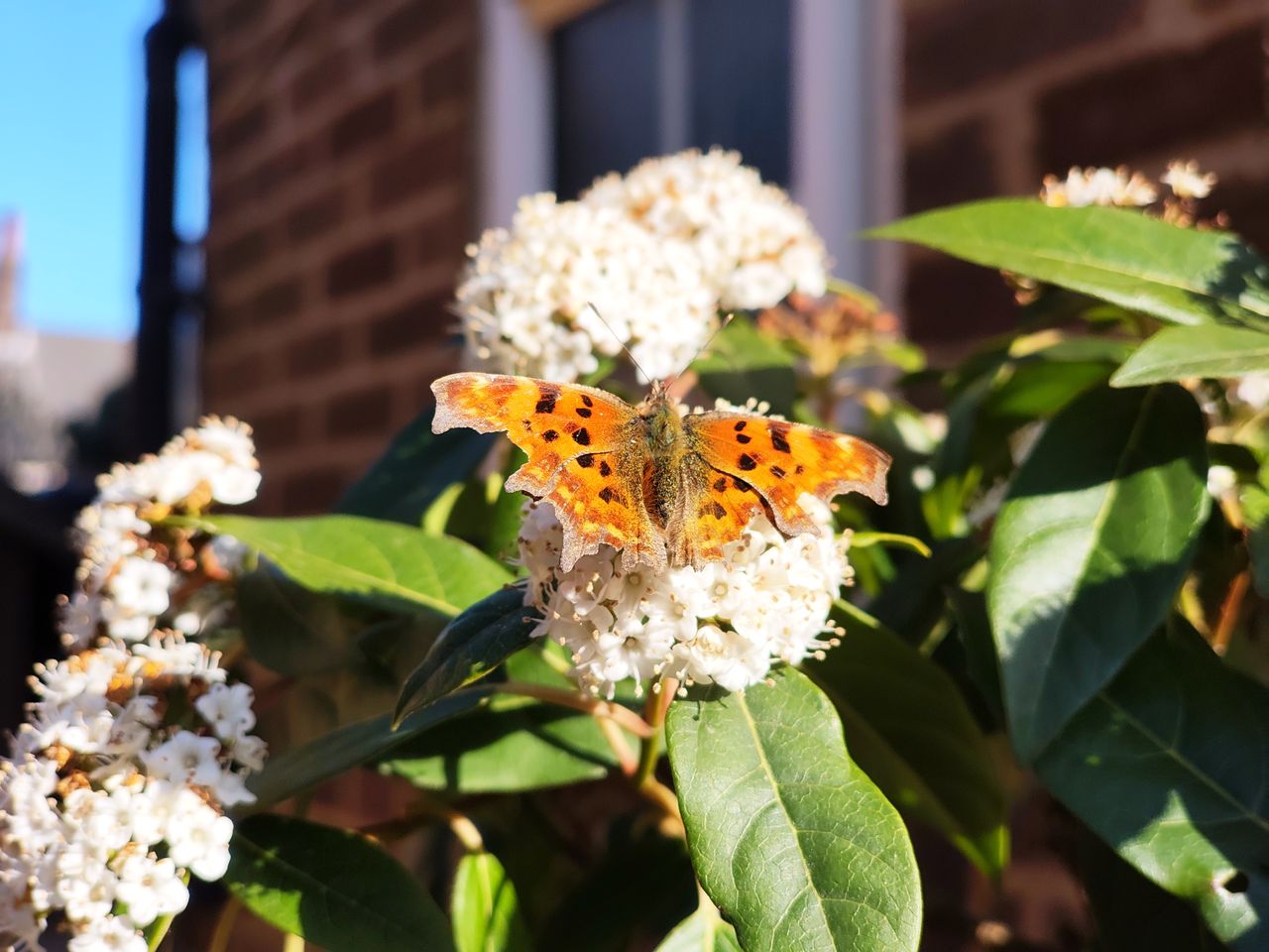 Nothing Phone 3a camera sample butterfly macro 2x