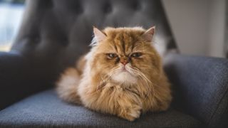 Grumpy looking Persian cat