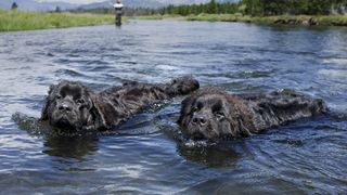 two newfoundlands swimming