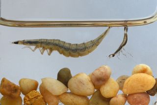 Stages of sunburst diving beetle larvae