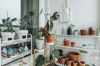 Plants on shelves on a balcony