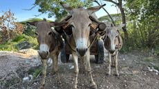 donkey skin trade