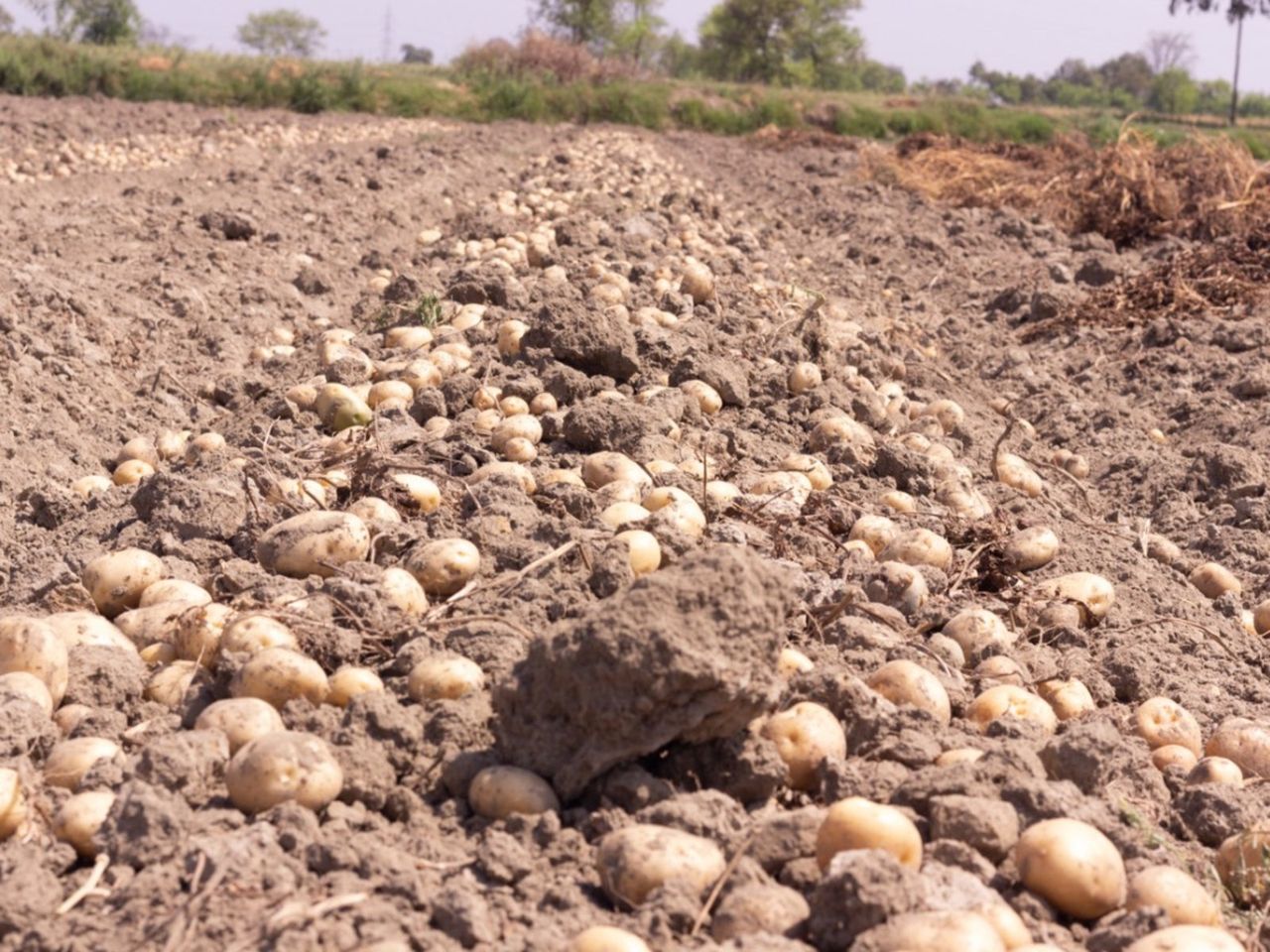 Storing Of Potatoes In Ground Pits