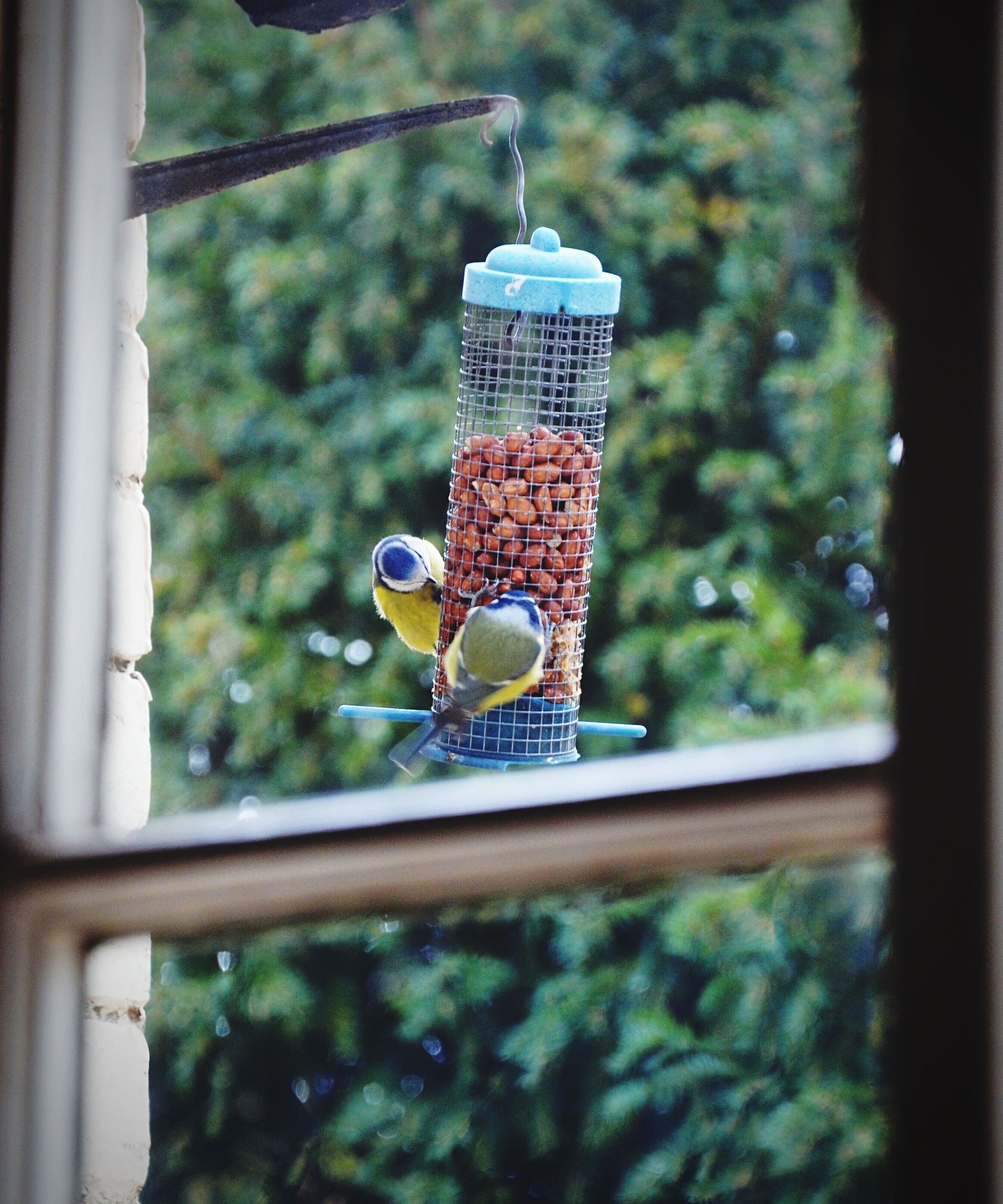 Expert reveals the safest place to keep your bird feeder Gardeningetc