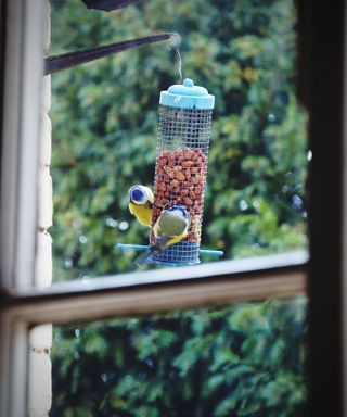 Birds Perching On A Feeder