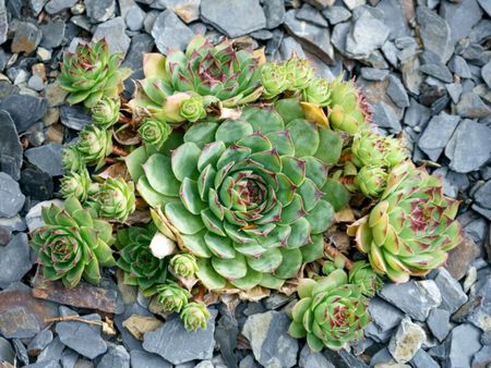 Hens And Chicks Alpine Plant