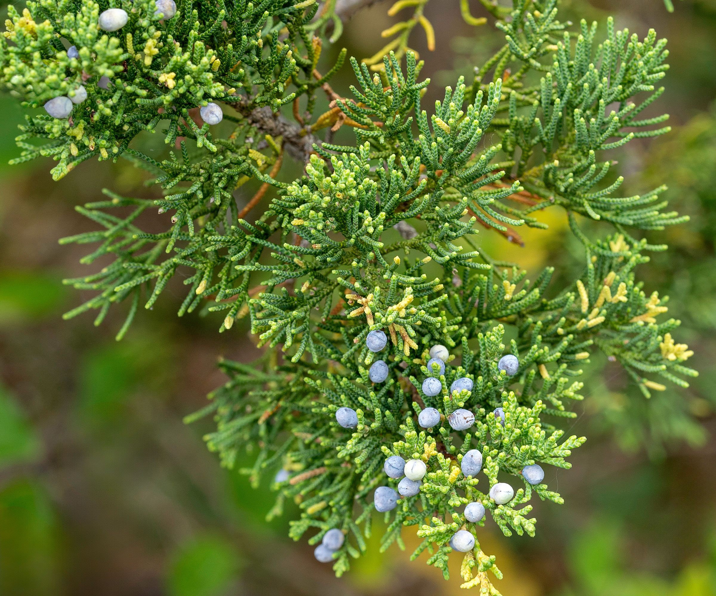 eastern red cedar