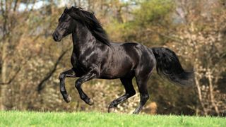 Morgan horse cantering in field